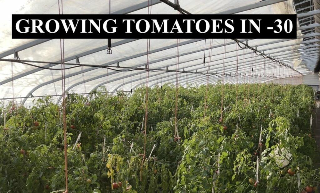 A tomato farm